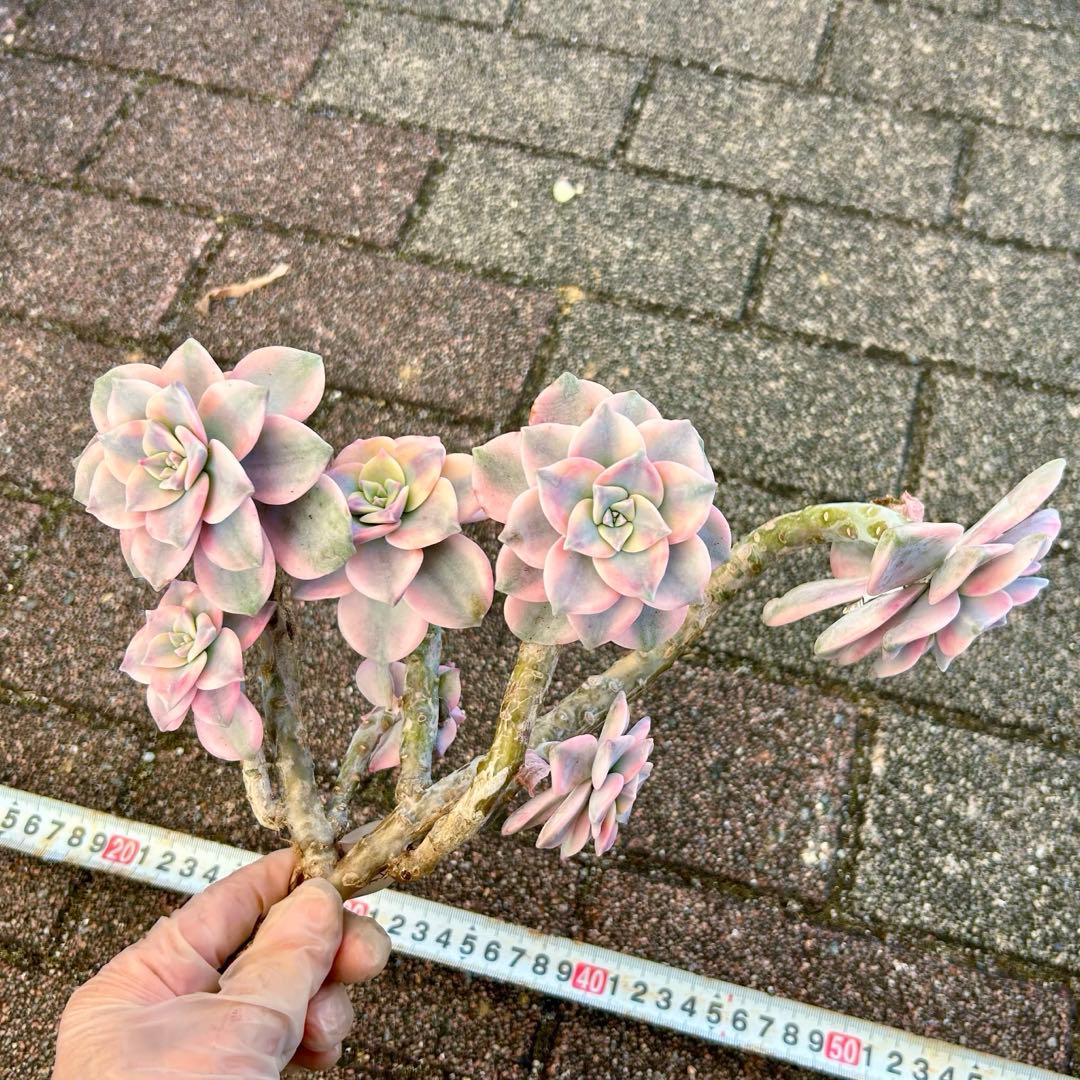 お買得‼️エケベリア パープルディライト錦　超完璧錦　　特大群生苗