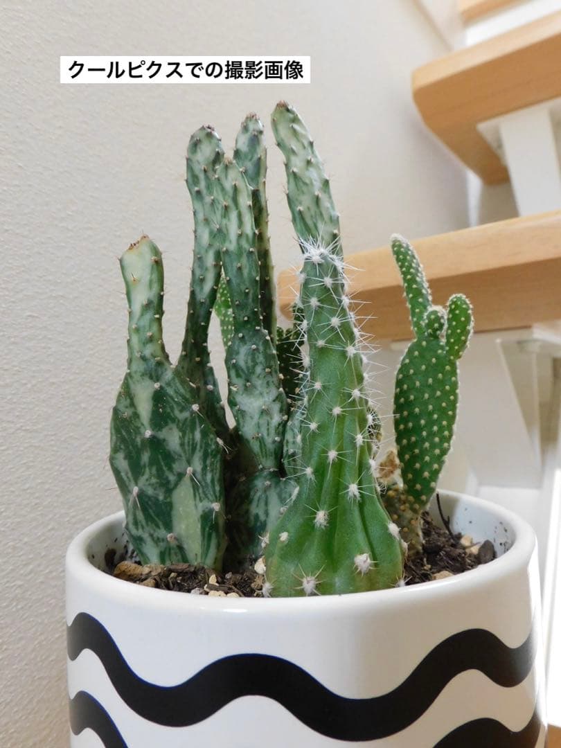 Nikon COOLPIX B600 レッド ニコンクールピクス