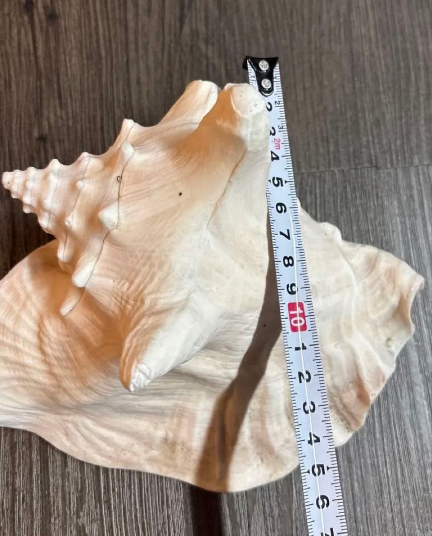 クイーンコンクシェル ピンクガイ コンクシェル 貝　 貝殻　インテリア　置物