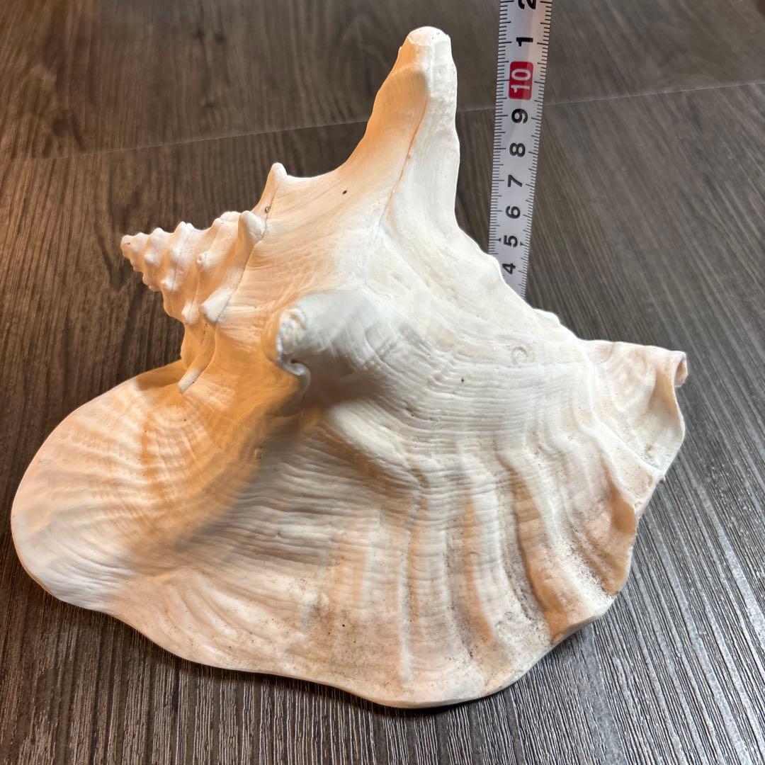 クイーンコンクシェル ピンクガイ コンクシェル 貝　 貝殻　インテリア　置物