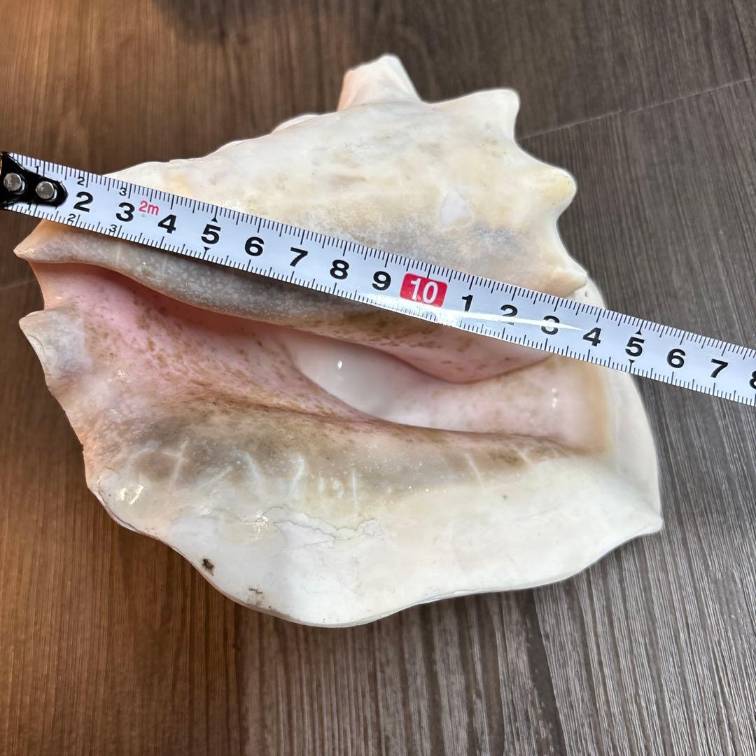 クイーンコンクシェル ピンクガイ コンクシェル 貝　 貝殻　インテリア　置物