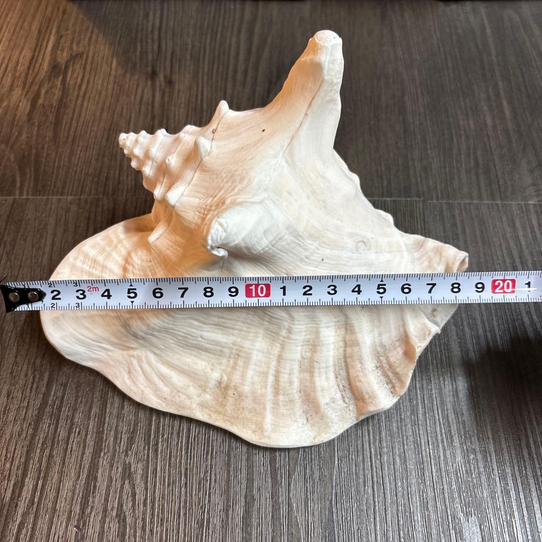 クイーンコンクシェル ピンクガイ コンクシェル 貝　 貝殻　インテリア　置物