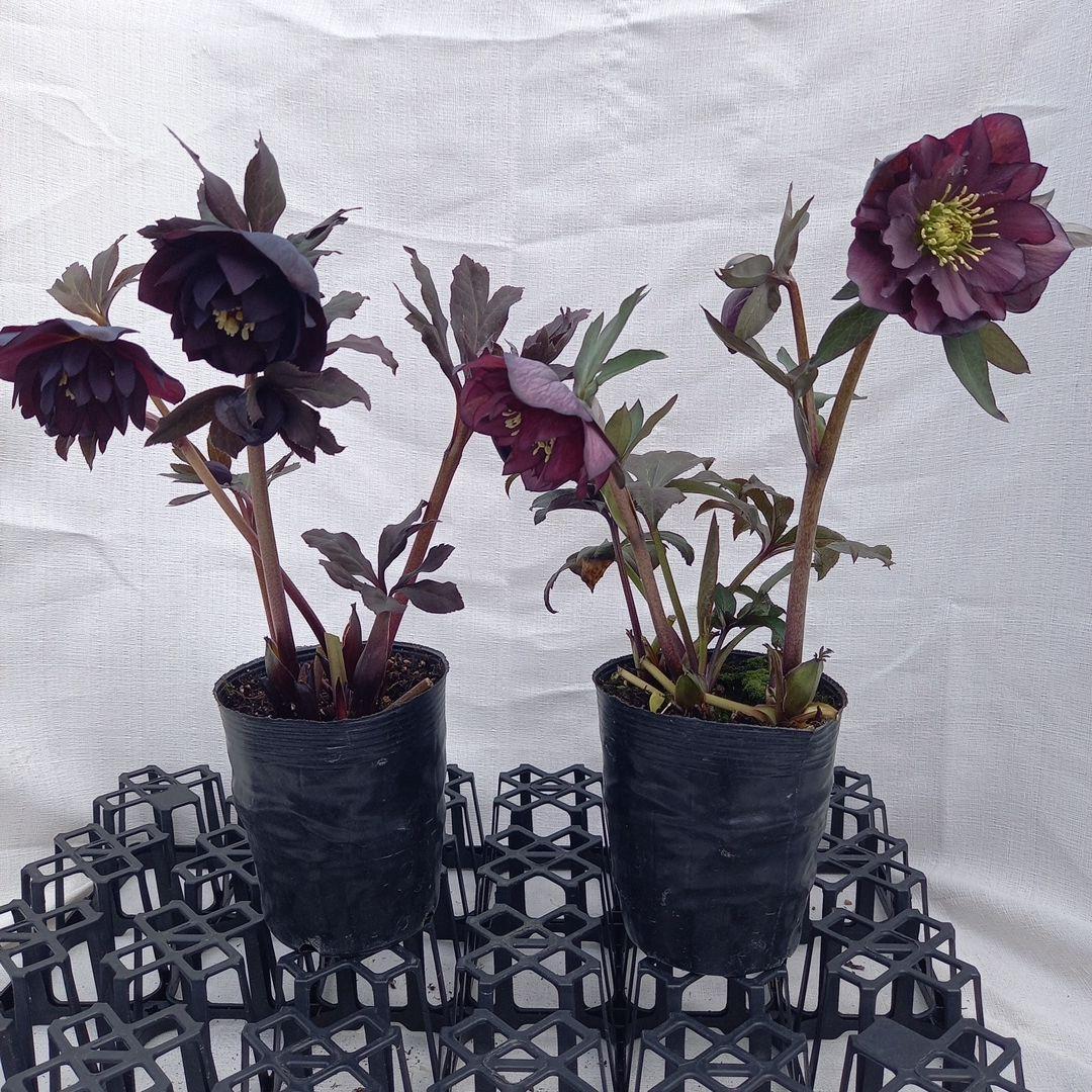専用、ダーク系2個セット、クリスマスローズ、苗、開花株
