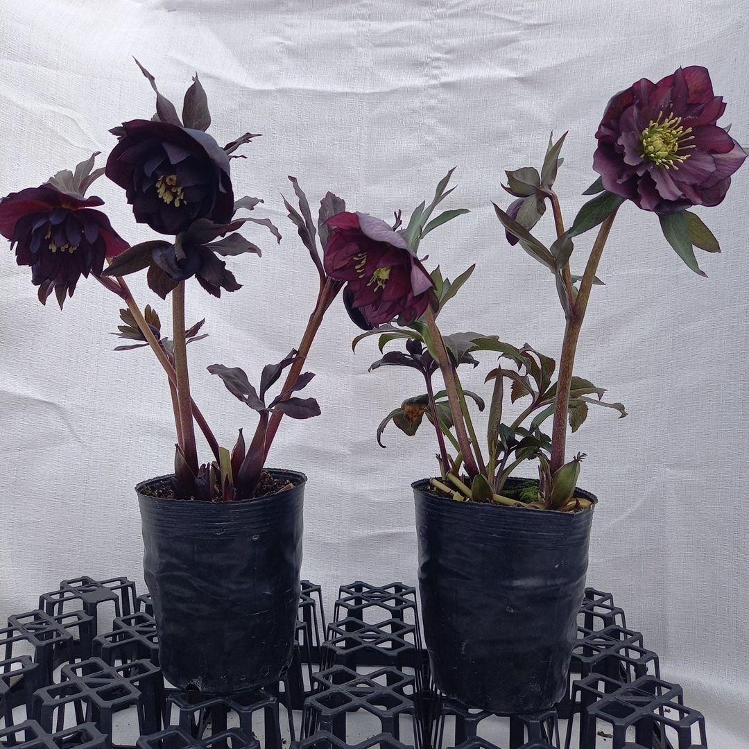 専用、ダーク系2個セット、クリスマスローズ、苗、開花株