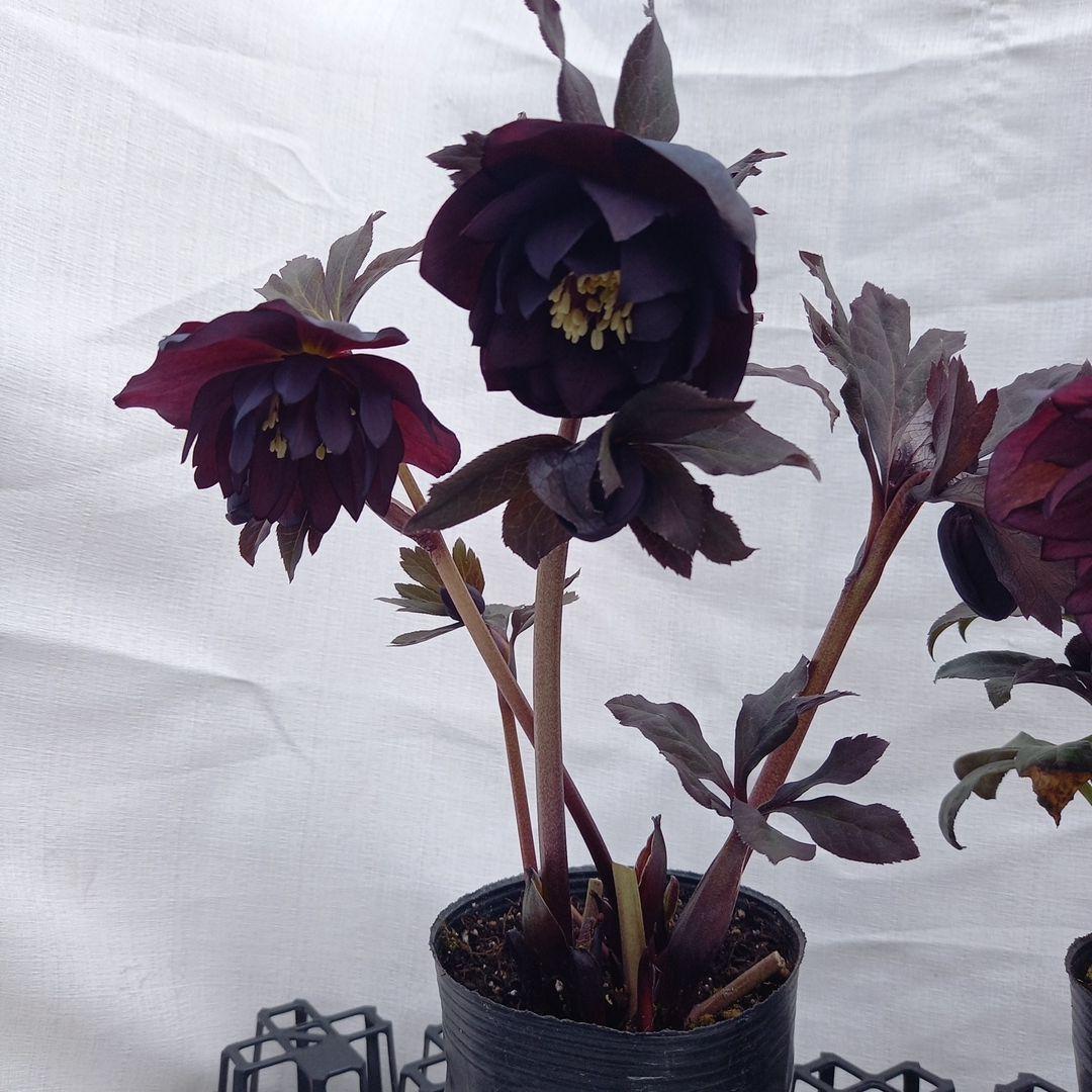 専用、ダーク系2個セット、クリスマスローズ、苗、開花株
