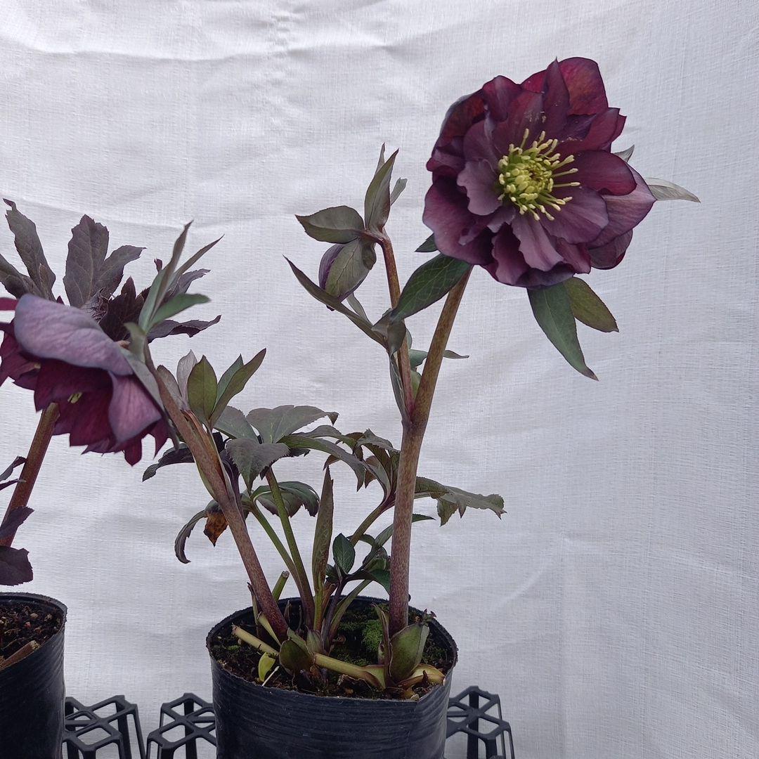 専用、ダーク系2個セット、クリスマスローズ、苗、開花株