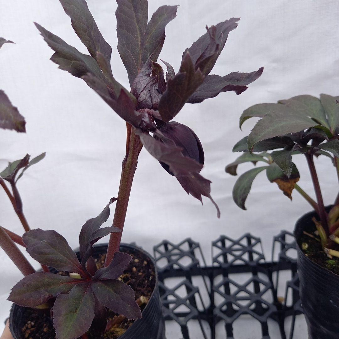 専用、ダーク系2個セット、クリスマスローズ、苗、開花株