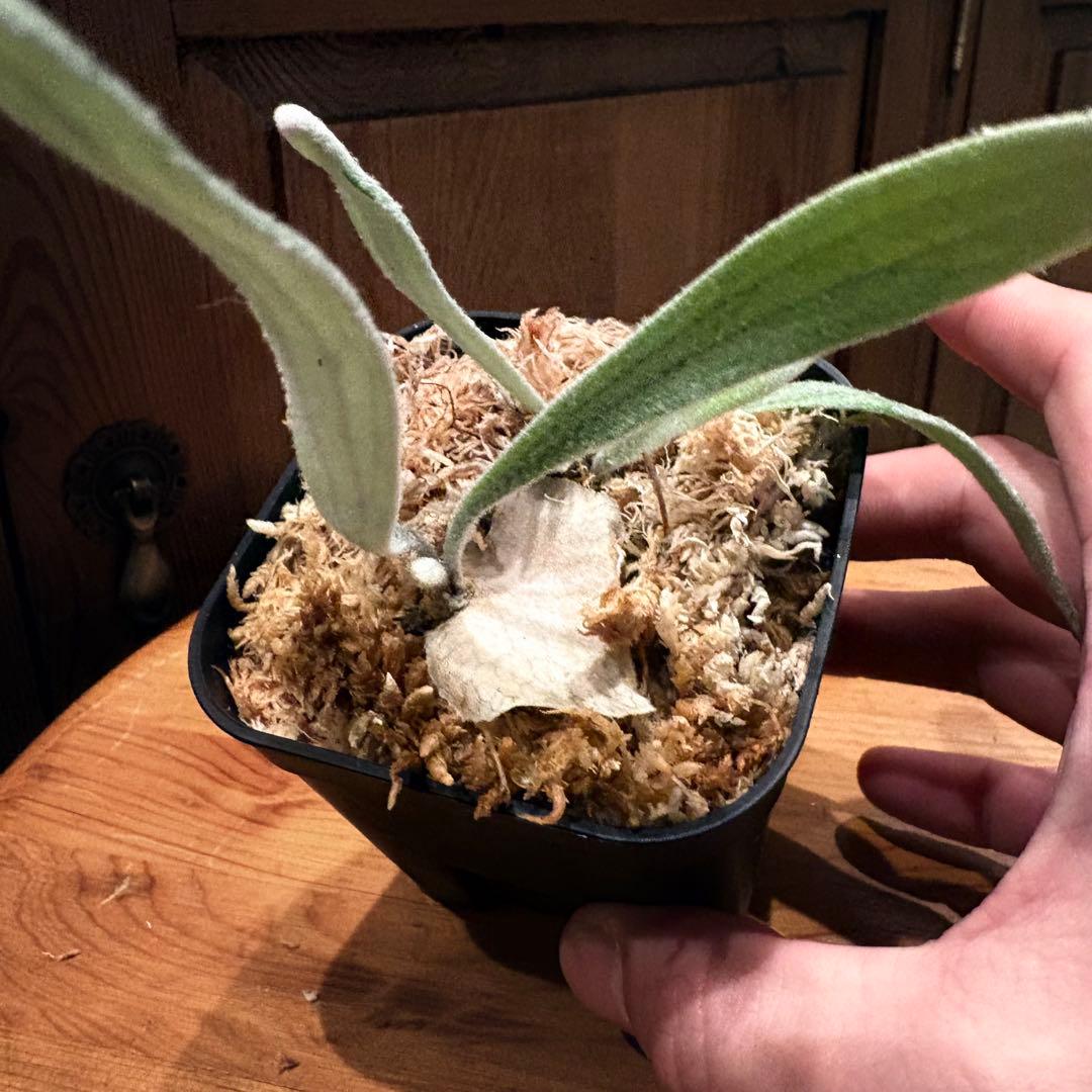 ビカクシダ P. veitchii 'Auburn ' pup 1
