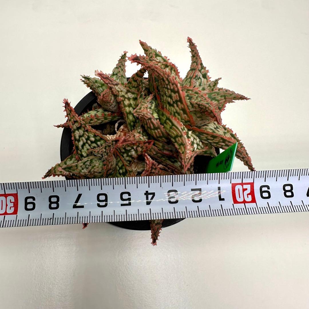 【美株】 アロエハイブリッド 子株沢山Aloe Hybrid