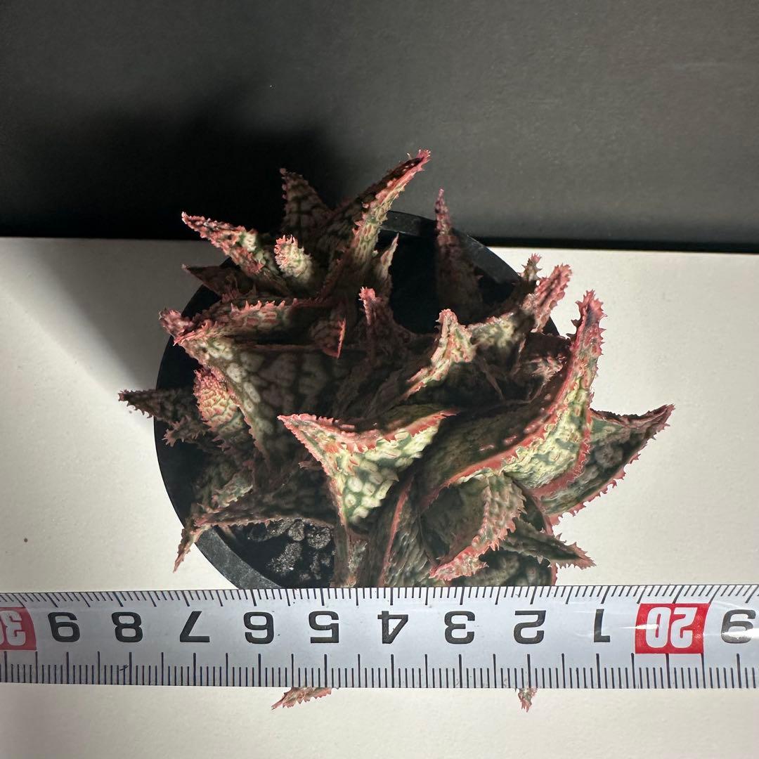 【美株】 アロエハイブリッド 子株沢山Aloe Hybrid