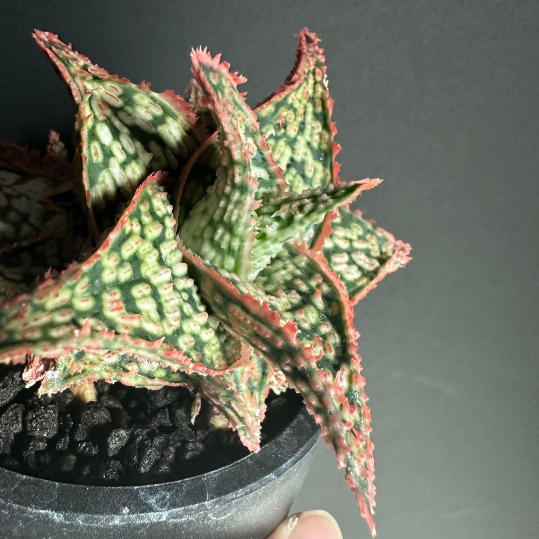 【美株】 アロエハイブリッド 子株沢山Aloe Hybrid