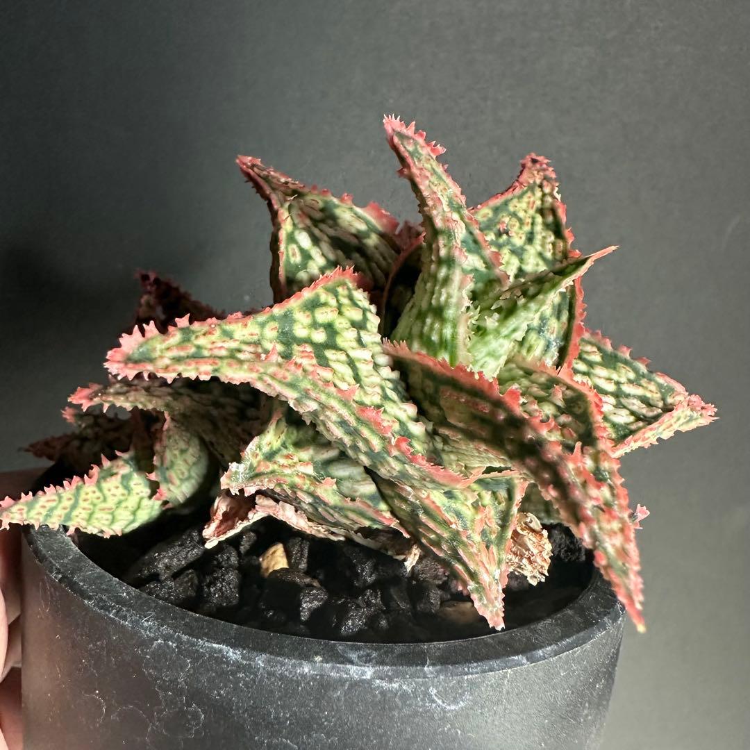【美株】 アロエハイブリッド 子株沢山Aloe Hybrid