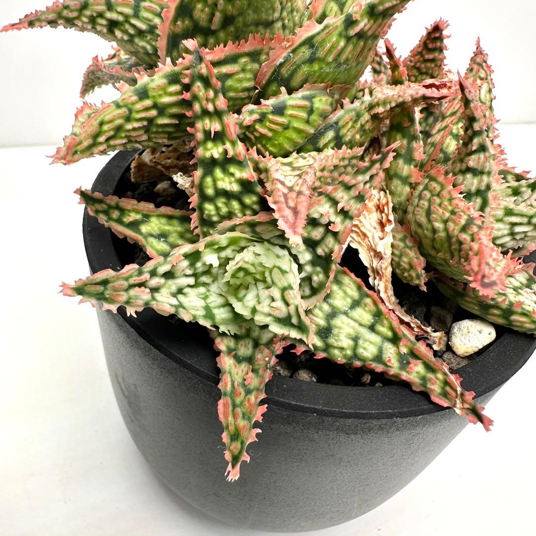 【美株】 アロエハイブリッド 子株沢山Aloe Hybrid