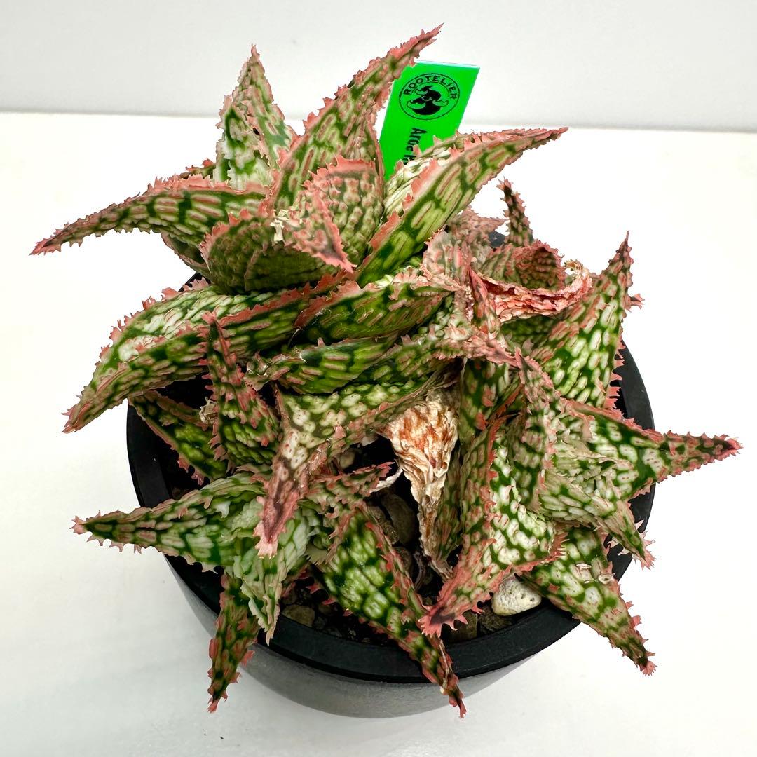 【美株】 アロエハイブリッド 子株沢山Aloe Hybrid