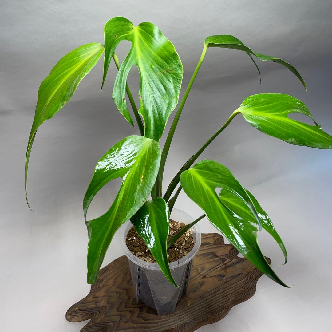 ど*プ様 a139モンステラ バールマルクスフレーム