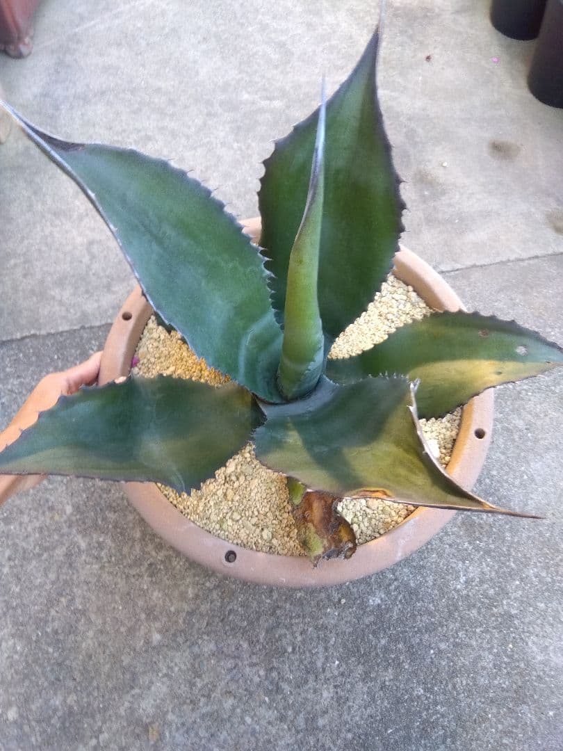 アガベ　ミラビリス　アトロビレンス　大株50センチ❗　ふ