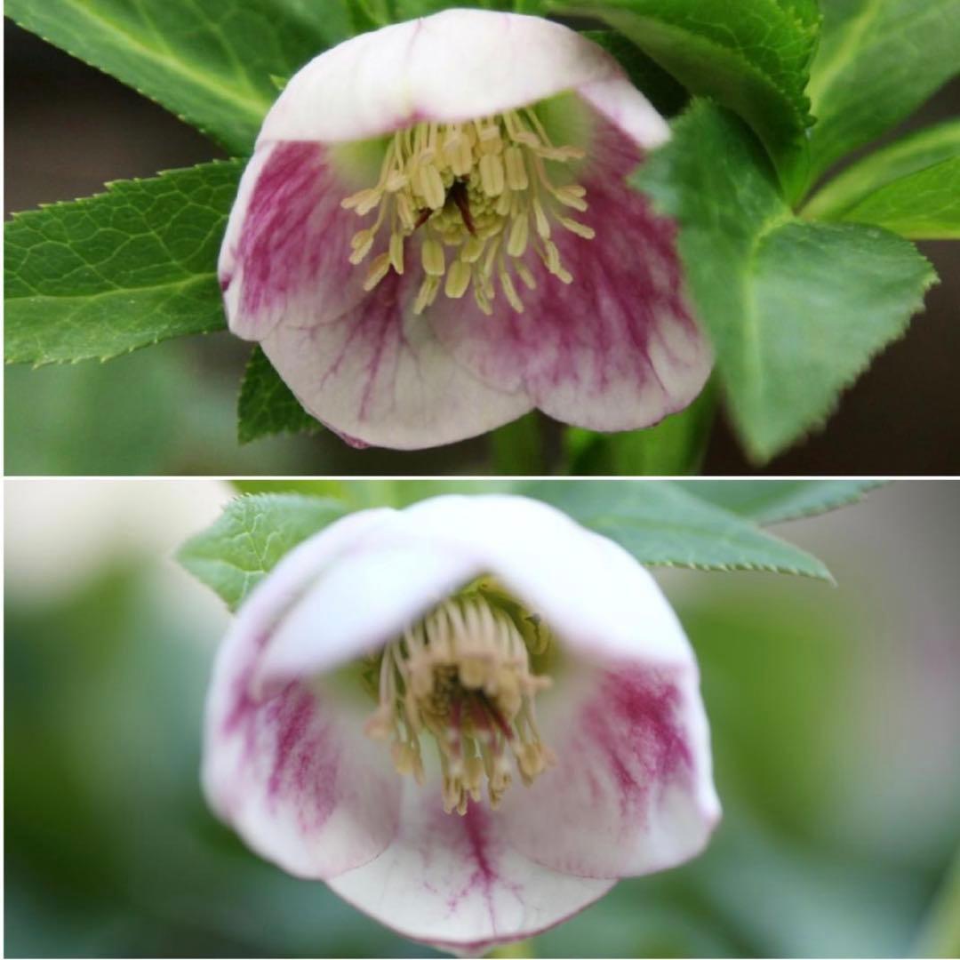 クリスマスローズ パステリッシュストレイン ピンク 苗 大和園 おまけ付き