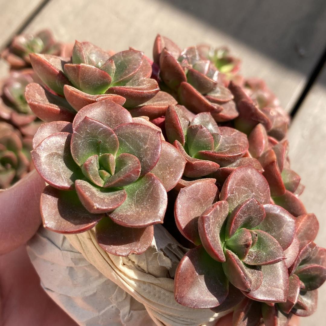 【新入荷】エケベリア　韓国苗　チョコレート群生　多肉植物