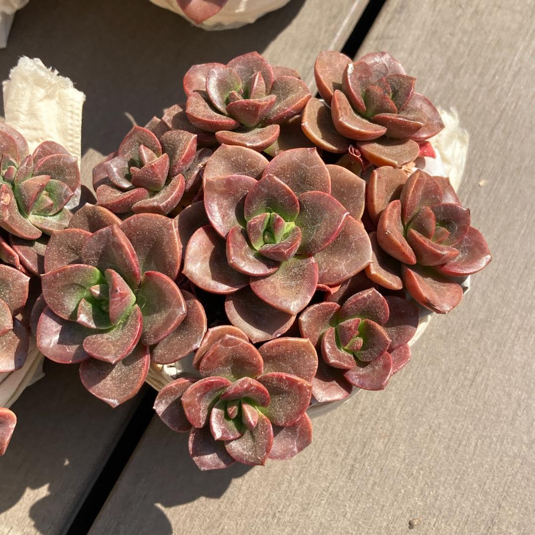 【新入荷】エケベリア　韓国苗　チョコレート群生　多肉植物