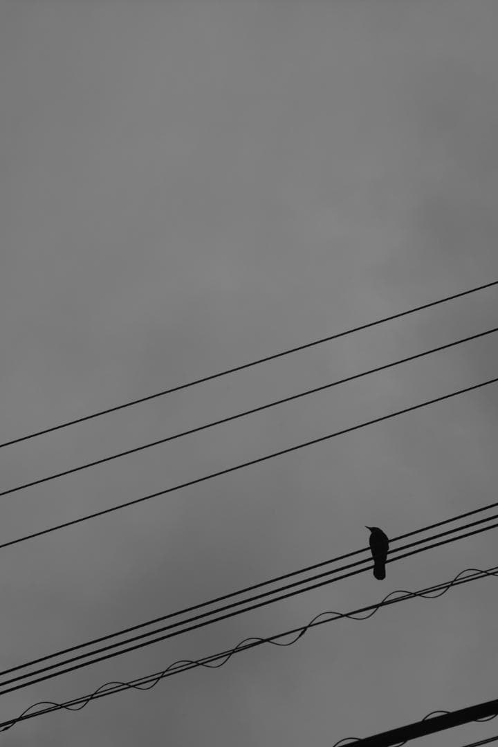 Summitar 50mm f2 戦前最初期コーティングあり 山崎磨き？軍事用？