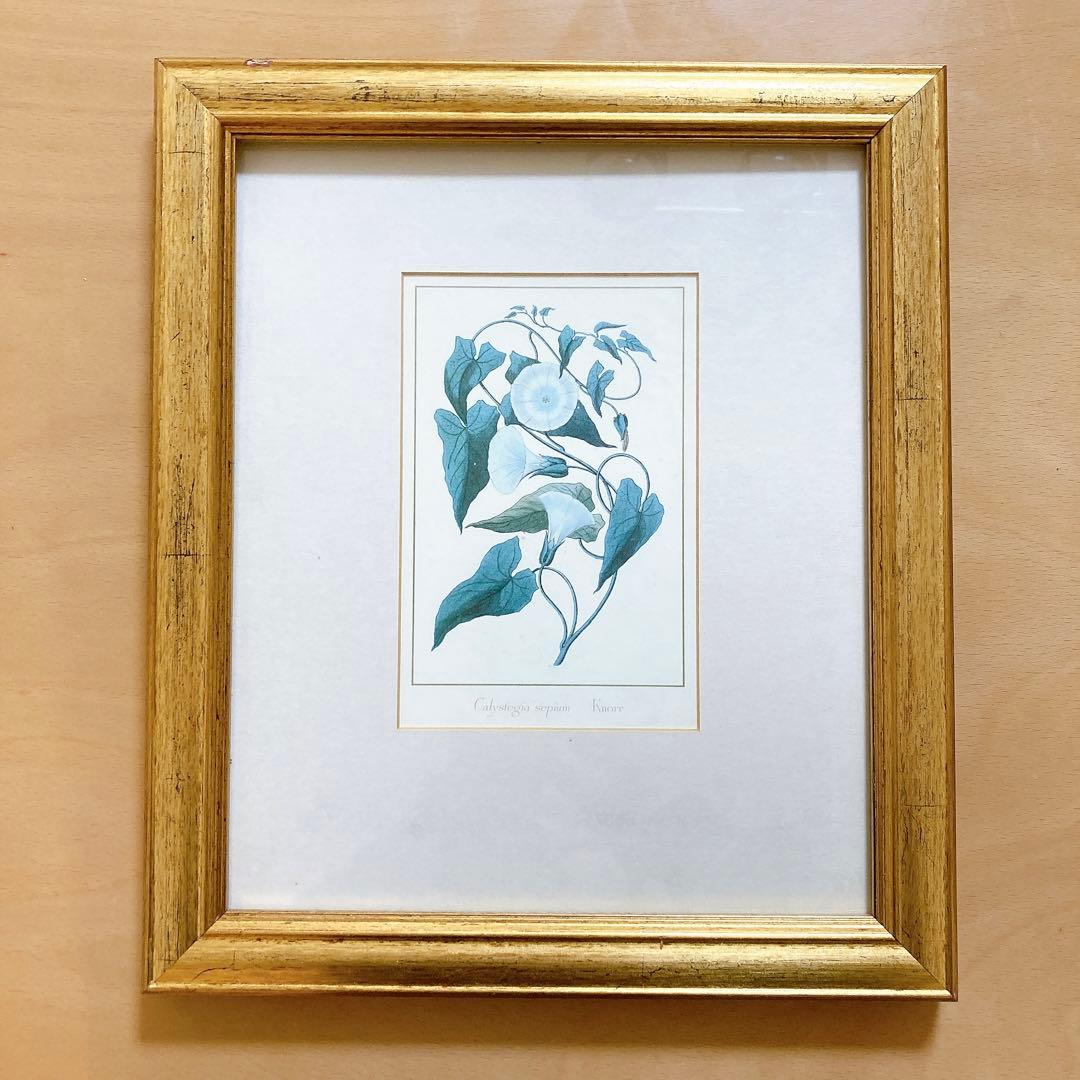アンティーク風 ボタニカルアート 3点セット ゴールド額 植物画 35×30cm