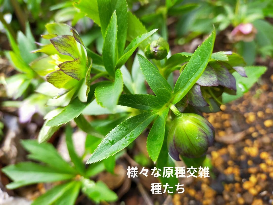 ひ*ち様 原種アトロルーベンスつぼみ付き訳あり　交雑種ダブル開花株など　クリスマ