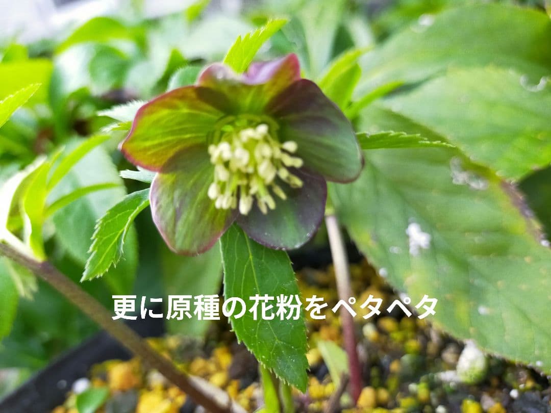 ひ*ち様 原種アトロルーベンスつぼみ付き訳あり　交雑種ダブル開花株など　クリスマ