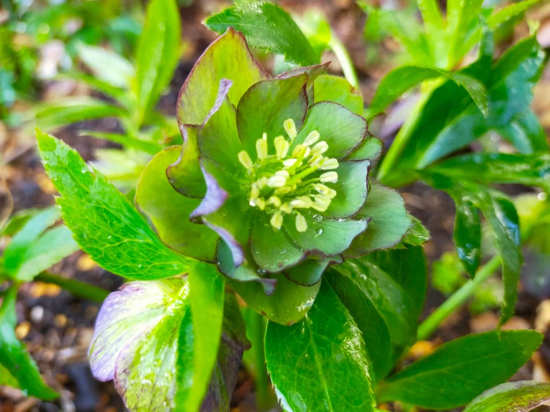 ひ*ち様 原種アトロルーベンスつぼみ付き訳あり　交雑種ダブル開花株など　クリスマ