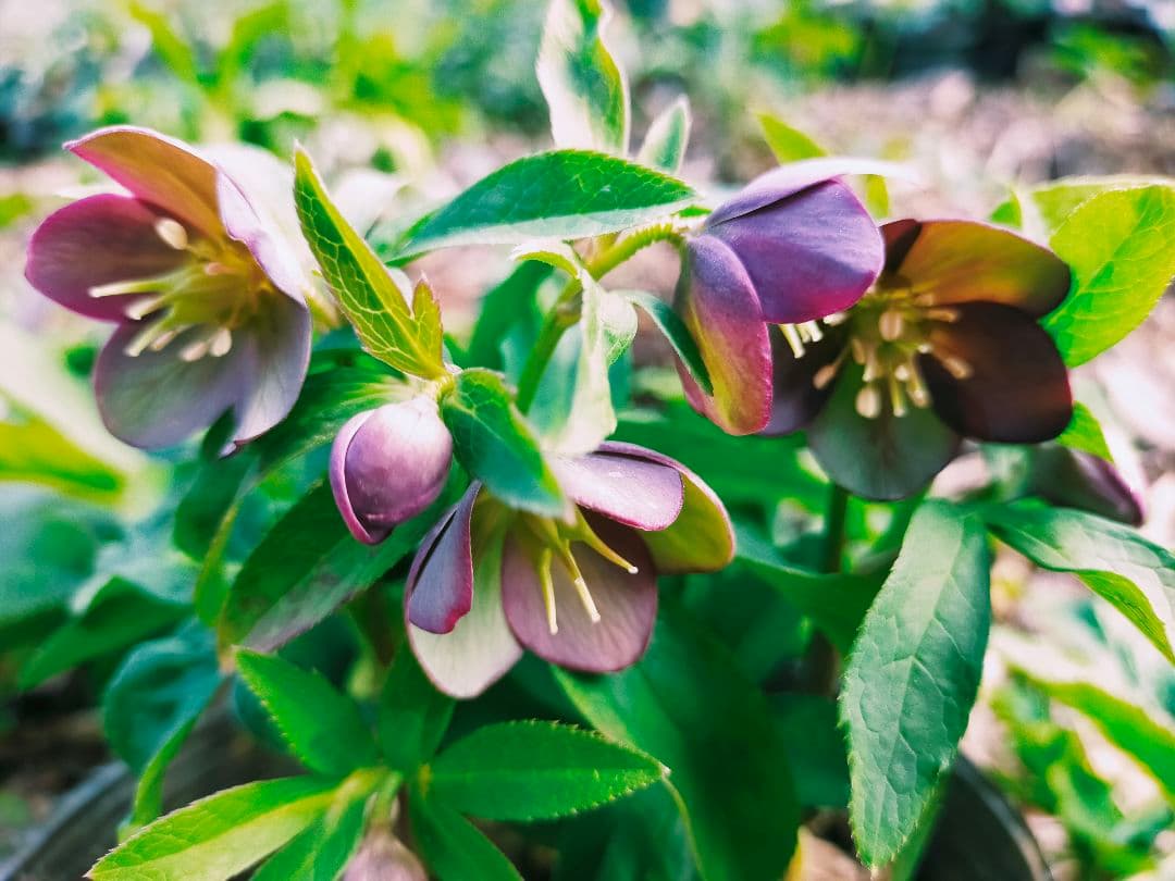 ひ*ち様 原種アトロルーベンスつぼみ付き訳あり　交雑種ダブル開花株など　クリスマ