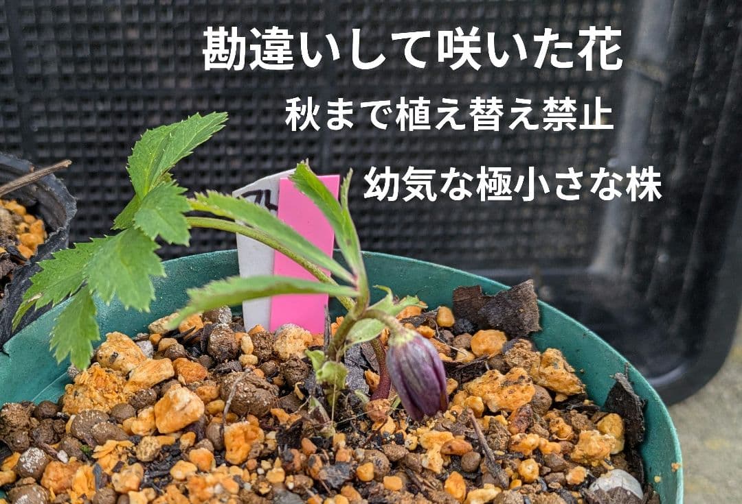 ひ*ち様 原種アトロルーベンスつぼみ付き訳あり　交雑種ダブル開花株など　クリスマ