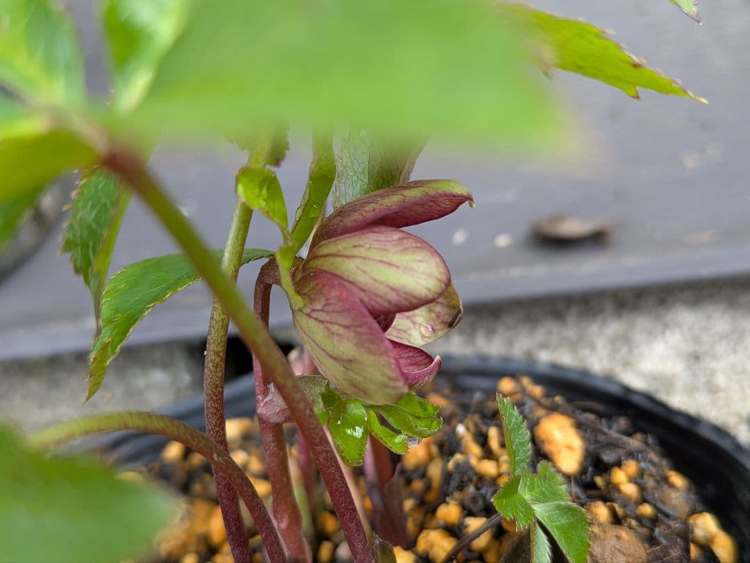 ひ*ち様 原種アトロルーベンスつぼみ付き訳あり　交雑種ダブル開花株など　クリスマ