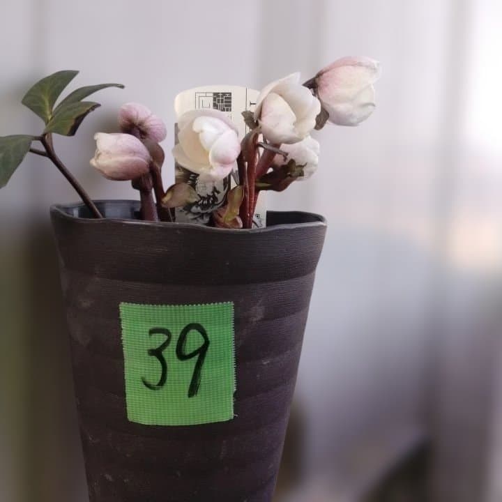 ソニe。広瀬園芸ヘレボルス ニゲ桃色開花株 。