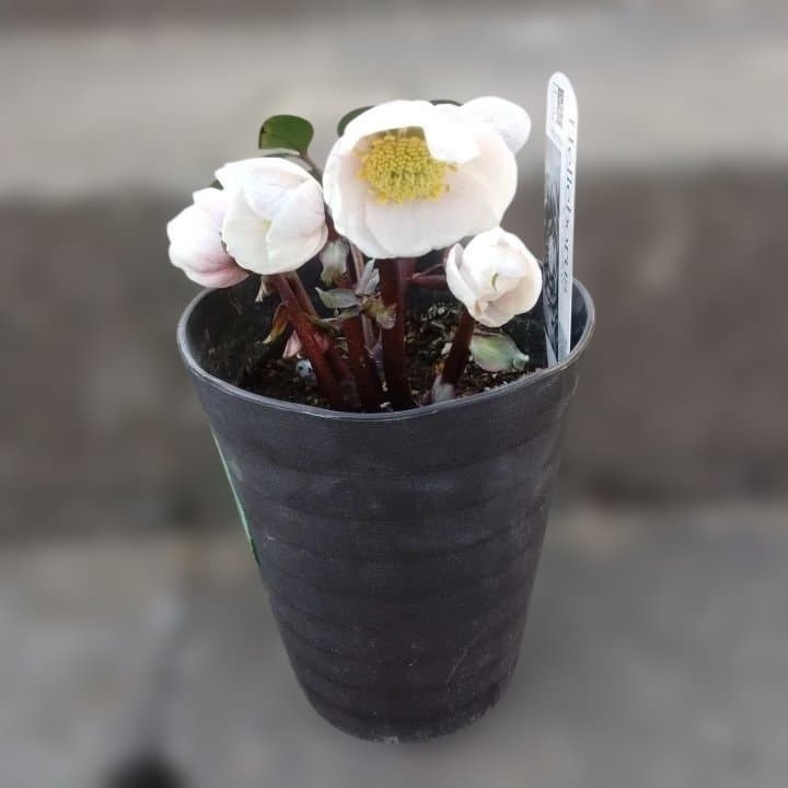 ソニe。広瀬園芸ヘレボルス ニゲ桃色開花株 。