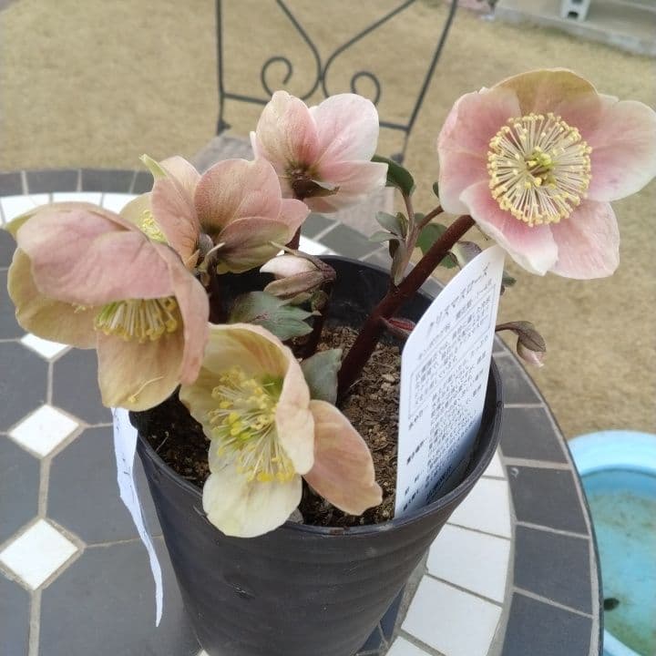 ソニe。広瀬園芸ヘレボルス ニゲ桃色開花株 。