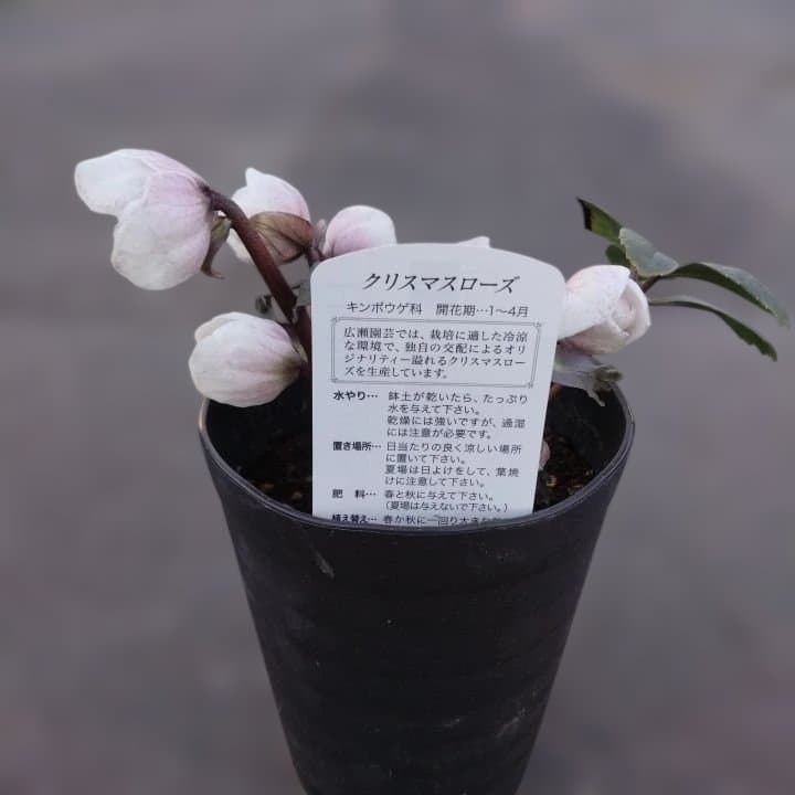 ソニe。広瀬園芸ヘレボルス ニゲ桃色開花株 。