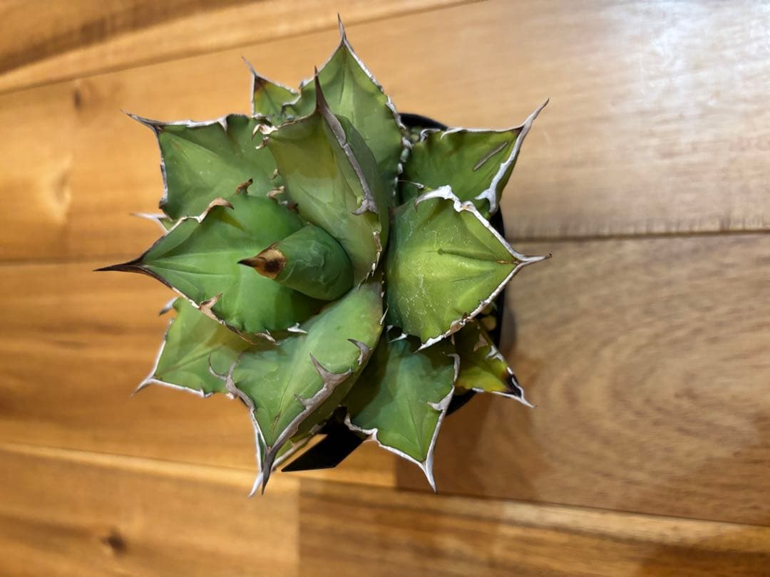 アガベ　オテロイ　オアハカ