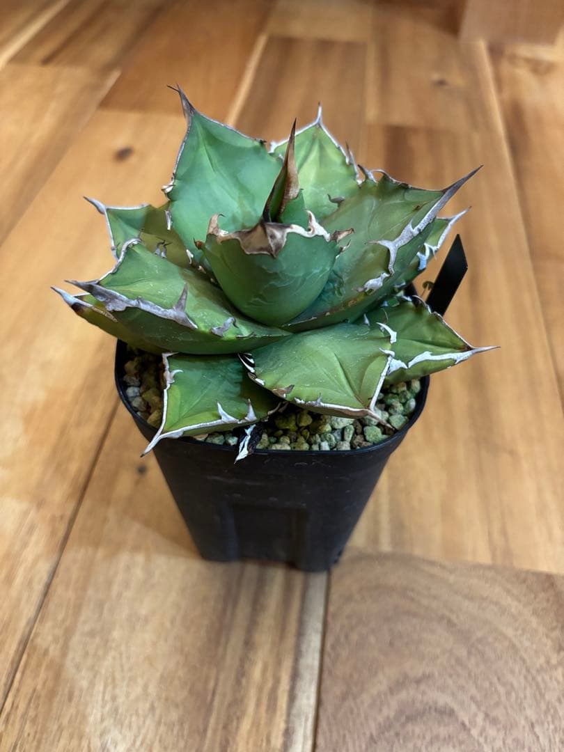 アガベ　オテロイ　オアハカ