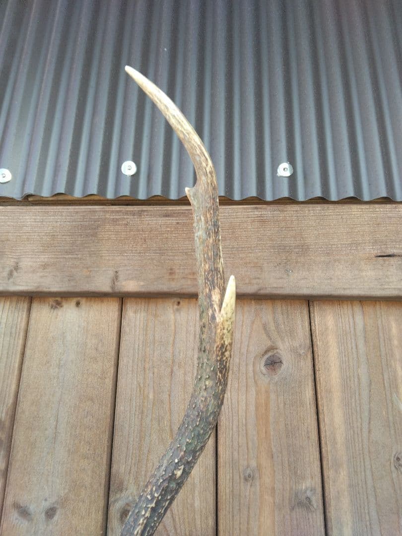 鹿の角　頭骨　ハンティングトロフィー　ニホンジカ　天然キャラメル色　マーブル模様