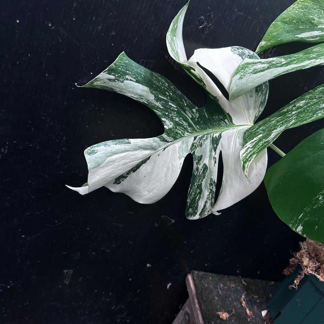 斑入りモンステラ ホワイトタイガー極美大株62cm白斑多