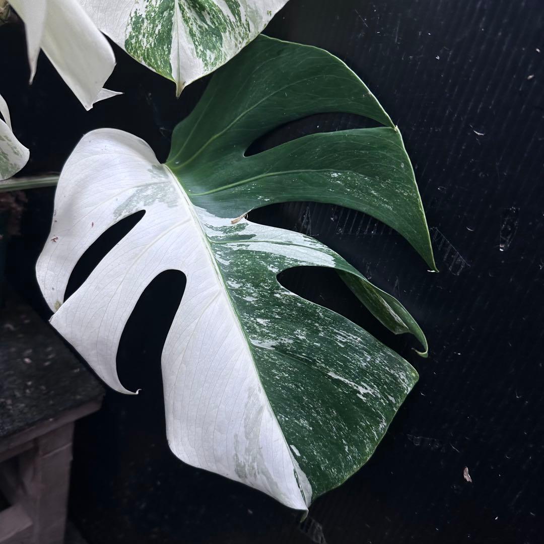 斑入りモンステラ ホワイトタイガー極美大株62cm白斑多