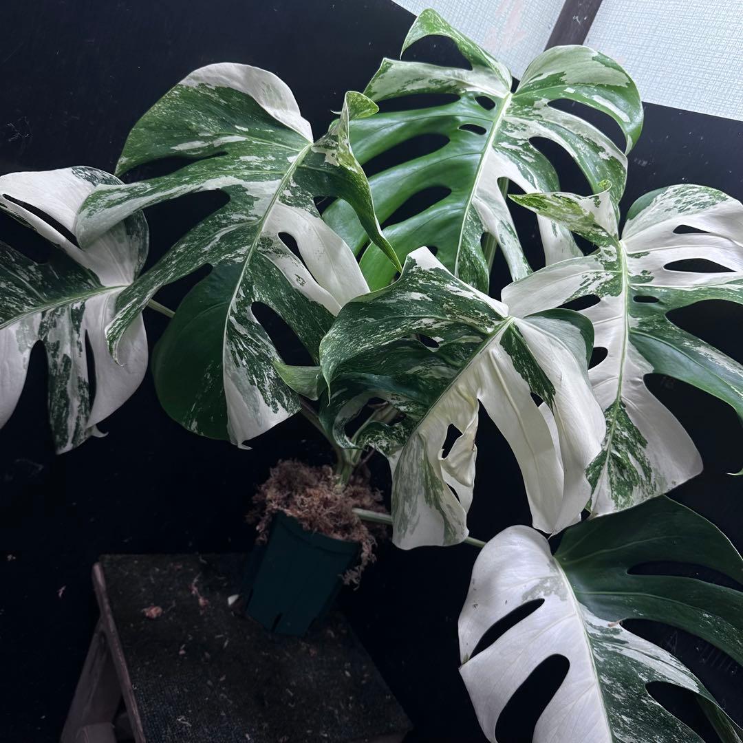 斑入りモンステラ ホワイトタイガー極美大株62cm白斑多