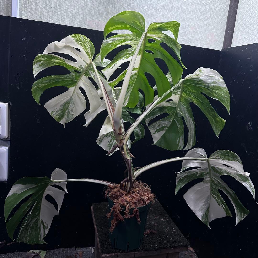 斑入りモンステラ ホワイトタイガー極美大株62cm白斑多