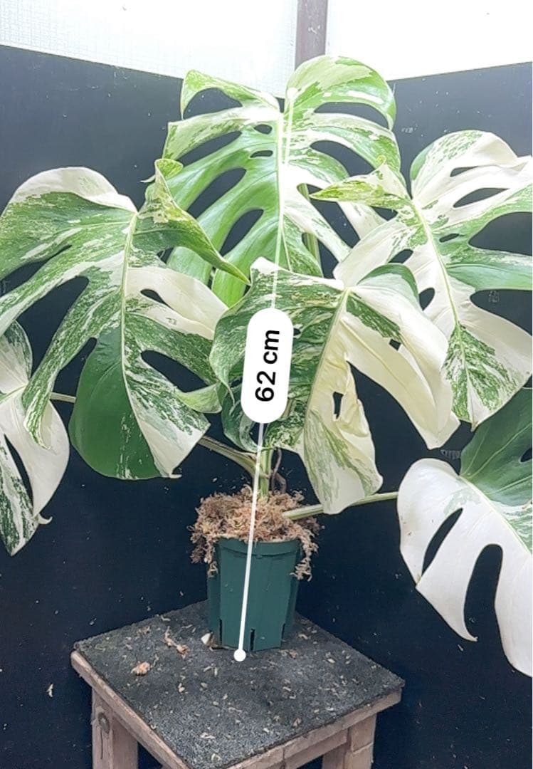 斑入りモンステラ ホワイトタイガー極美大株62cm白斑多