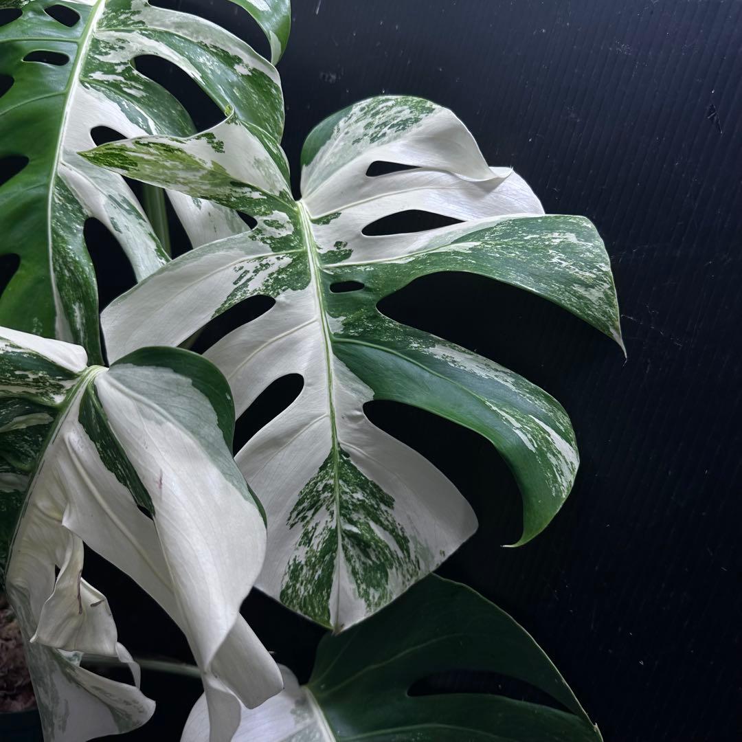 斑入りモンステラ ホワイトタイガー極美大株62cm白斑多