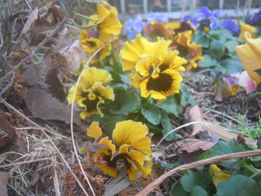 実写良⭕️【動作確認済】Nikon COOLPIX S5100 ブラックデジカメ