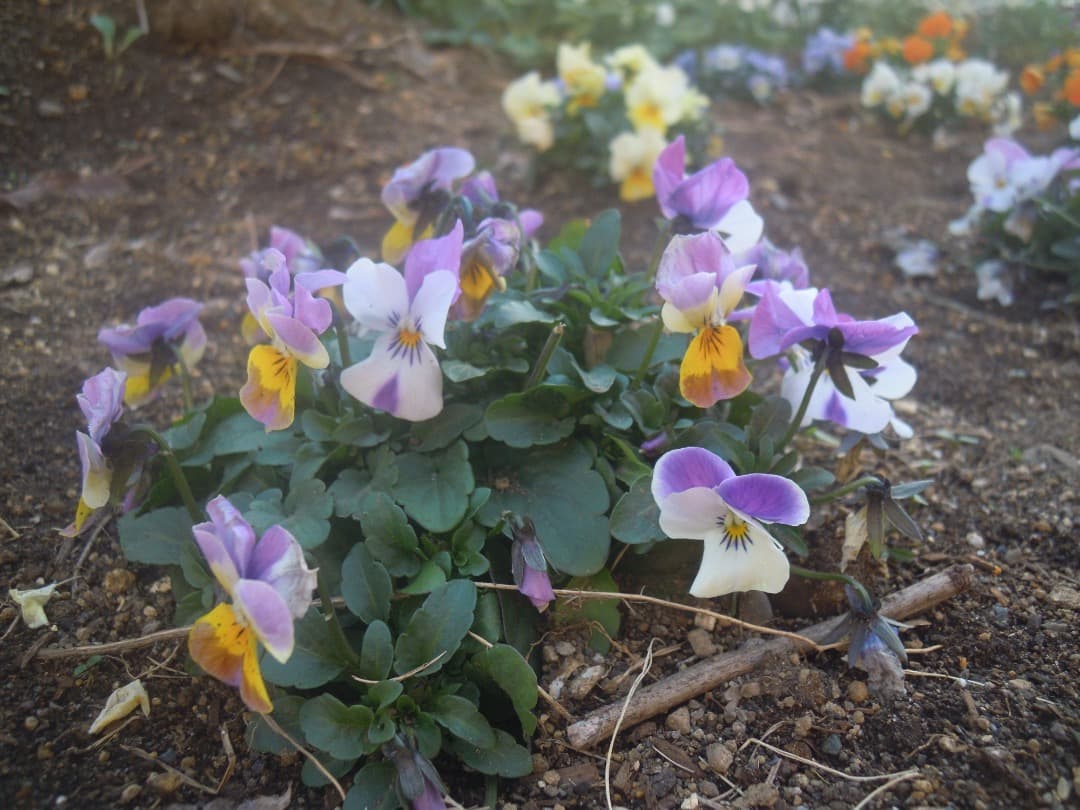 実写良⭕️【動作確認済】Nikon COOLPIX S5100 ブラックデジカメ