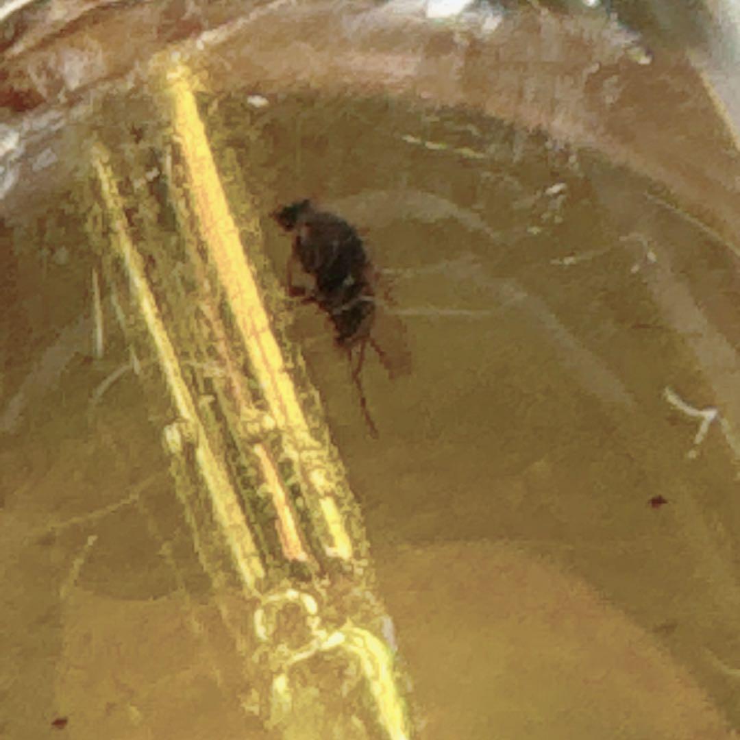 琥珀虫入りペンダントブラックスピネルネックレスNO25-2408