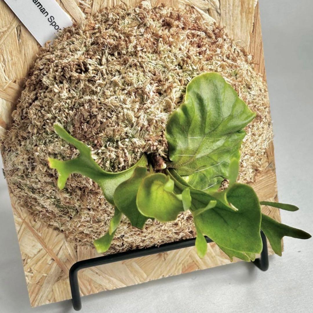P. Ridleyi Saman Sporeling【0】