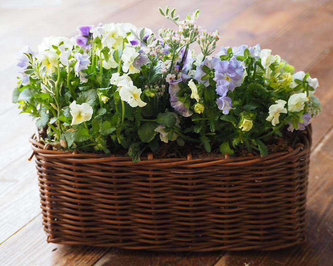 【お値引品】チャイナブルーのふんわり籠寄せ植え
