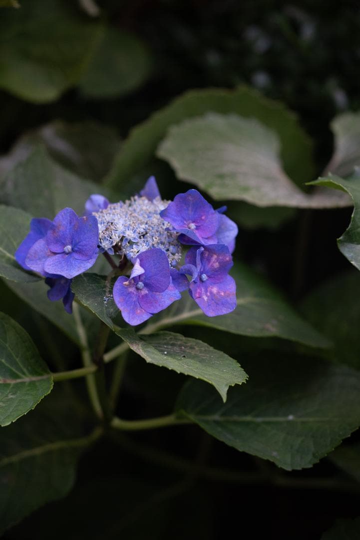 元箱付き！中身はライカ！MINOLTA M-ROKKOR 90mm f4